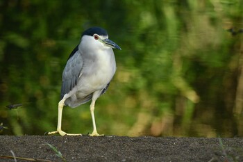 Black-crowned Night Heron 函館市松倉川 Wed, 9/15/2021