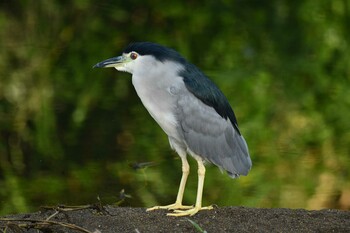 ゴイサギ 函館市松倉川 2021年9月15日(水)