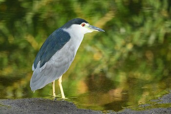 Black-crowned Night Heron 函館市松倉川 Wed, 9/15/2021