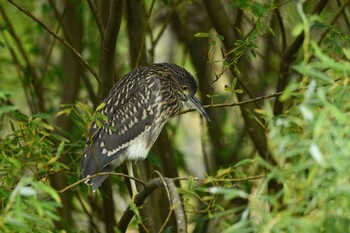 Black-crowned Night Heron 函館市松倉川 Wed, 9/15/2021