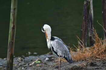 アオサギ 長浜公園 2021年9月15日(水)