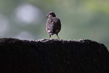 ムクドリ 長浜公園 2021年9月15日(水)