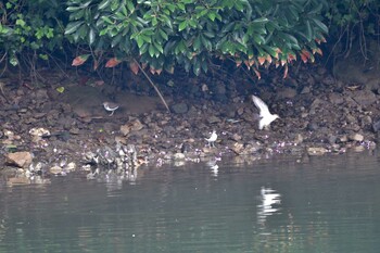 イソシギ 長浜公園 2021年9月15日(水)