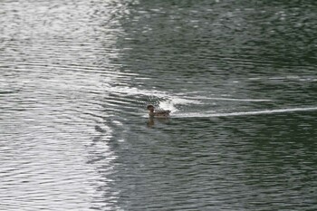 2021年9月15日(水) 長浜公園の野鳥観察記録