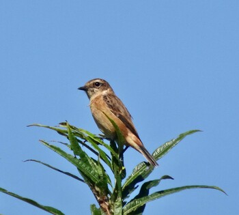 Amur Stonechat 茨戸川緑地 Wed, 9/15/2021