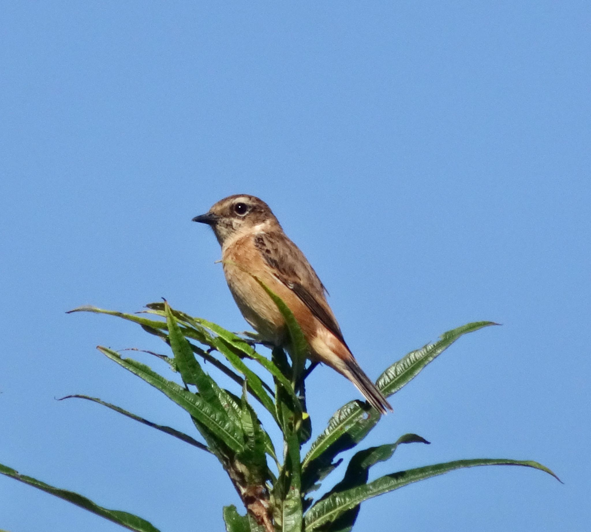 Photo of Amur Stonechat at 茨戸川緑地 by haha.9535