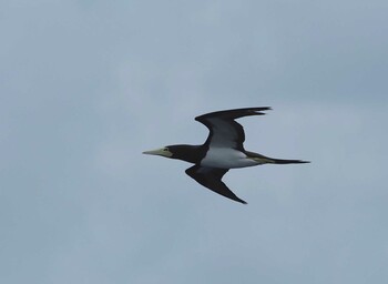 2021年9月14日(火) 八丈島航路の野鳥観察記録