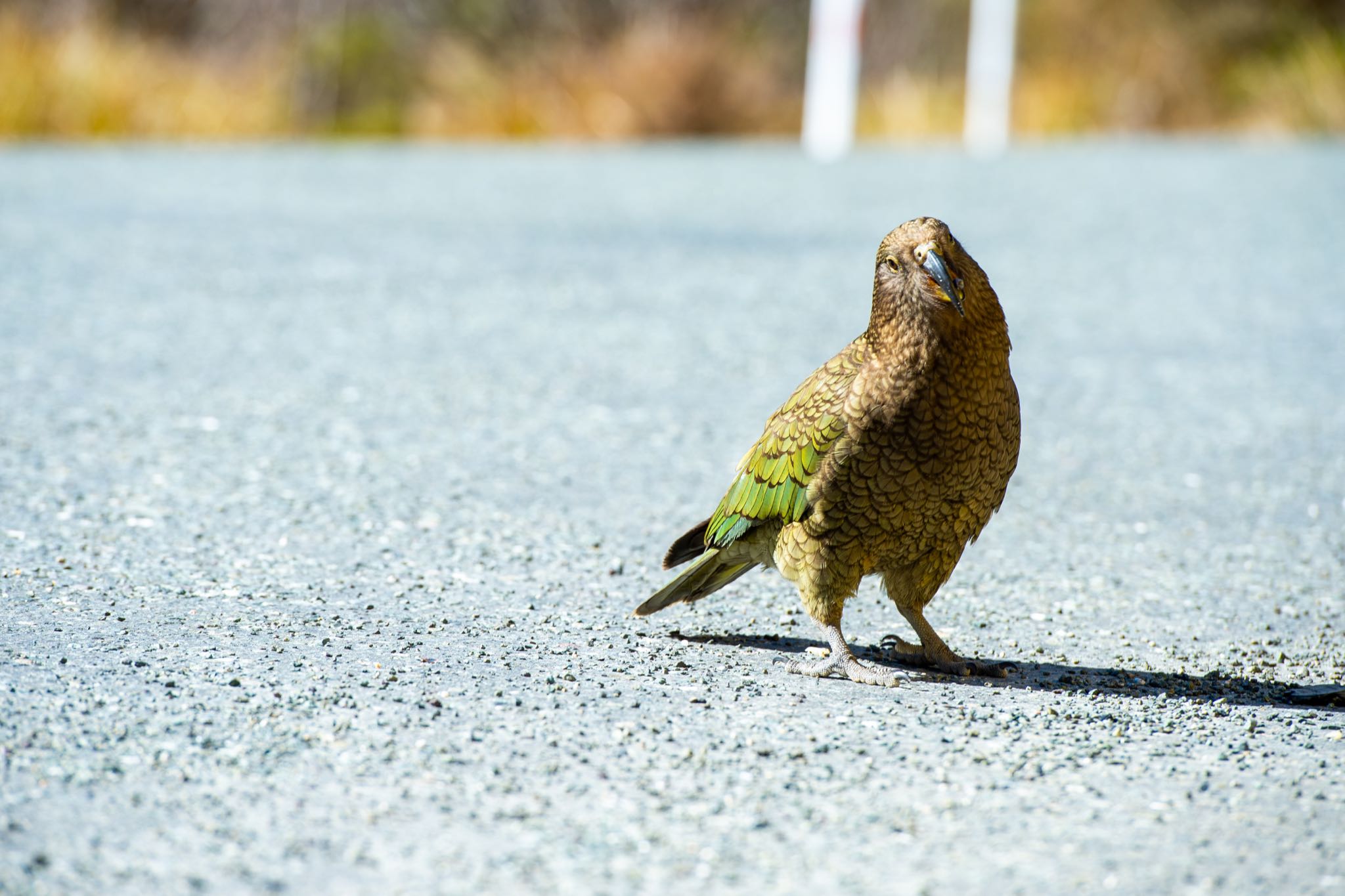 Photo of Kea at ニュージーランド by まさせみ