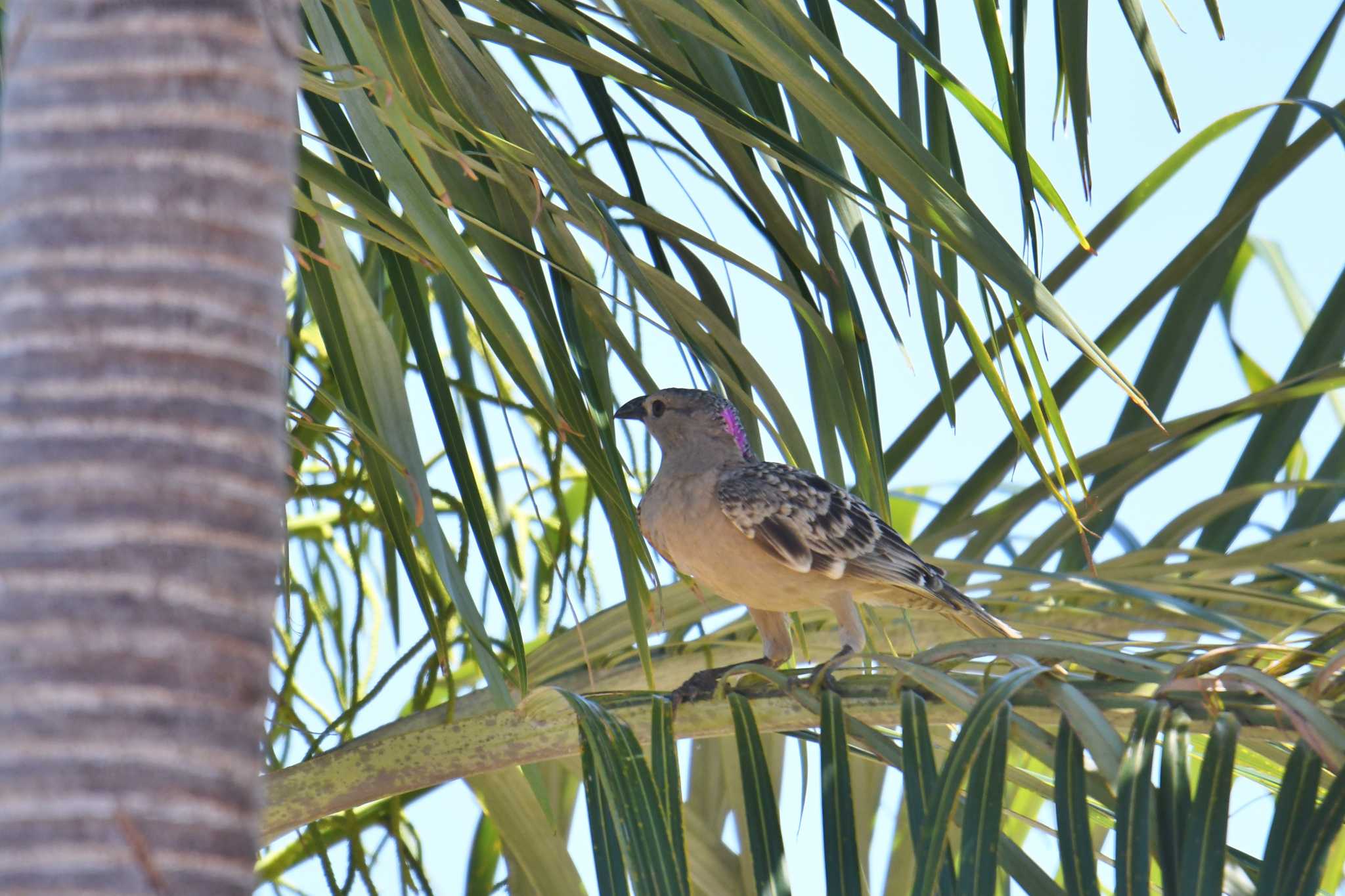 Great Bowerbird