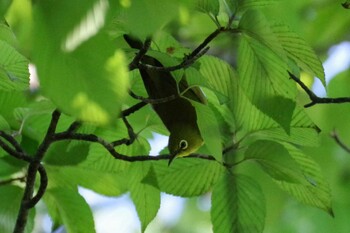 2021年9月15日(水) 福井緑地(札幌市西区)の野鳥観察記録