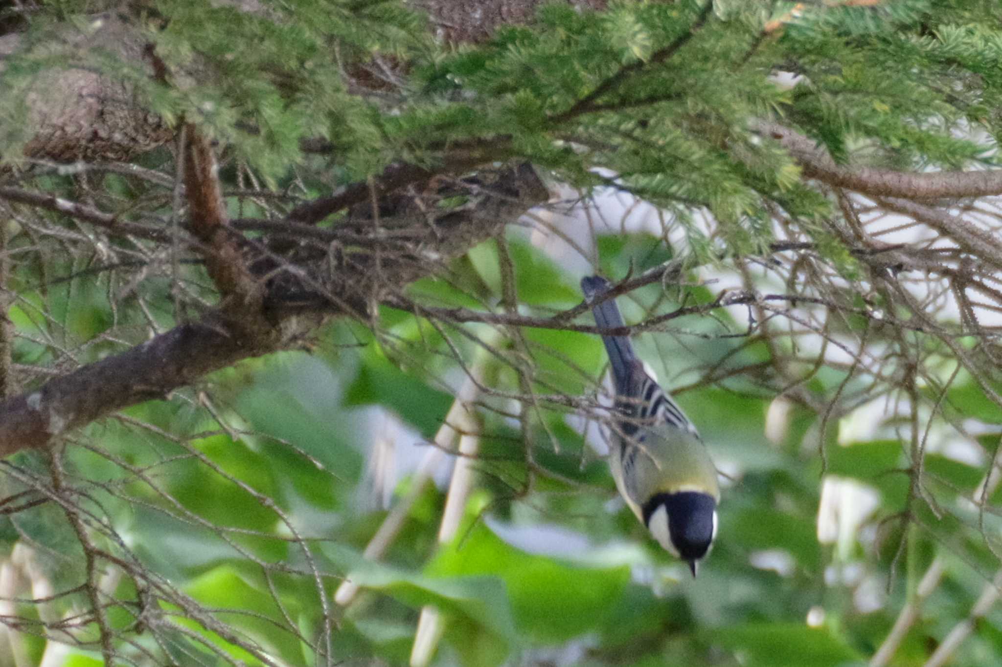 シジュウカラ