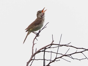 Oriental Reed Warbler Watarase Yusuichi (Wetland) Sat, 6/12/2021