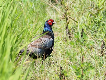 Green Pheasant 埼玉県久喜市 Sat, 7/17/2021