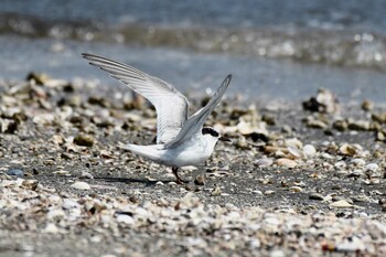 コアジサシ ふなばし三番瀬海浜公園 2021年8月30日(月)