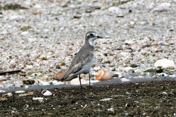 メダイチドリ ふなばし三番瀬海浜公園 2021年9月5日(日)