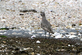 メダイチドリ ふなばし三番瀬海浜公園 2021年9月5日(日)