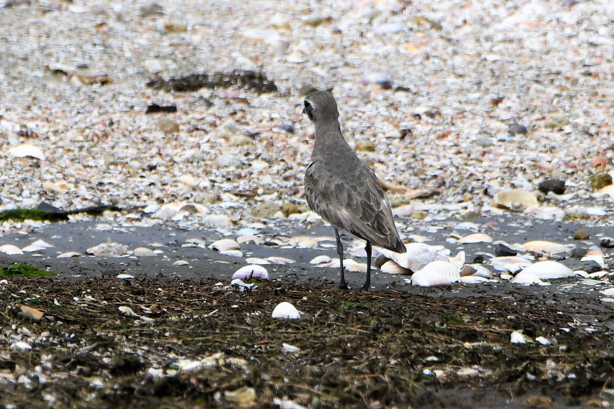 ふなばし三番瀬海浜公園 メダイチドリの写真 by こうきとさき