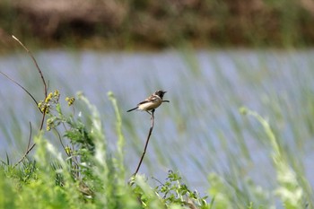 Amur Stonechat 比川(与那国島) Thu, 3/23/2017