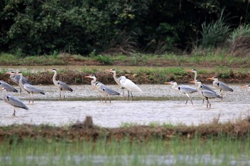 Grey Heron 比川(与那国島) Thu, 3/23/2017