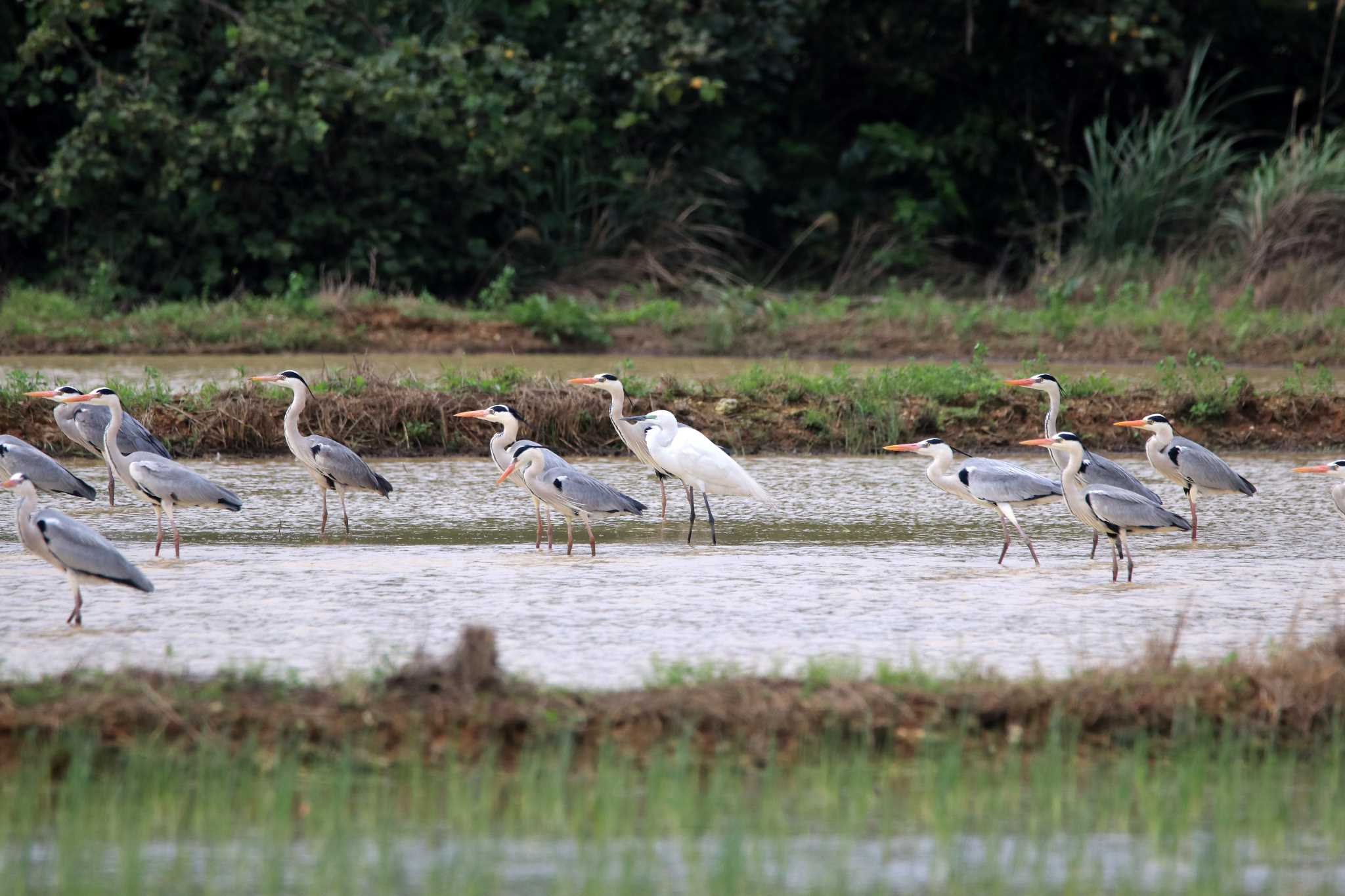 Photo of Grey Heron at 比川(与那国島) by とみやん