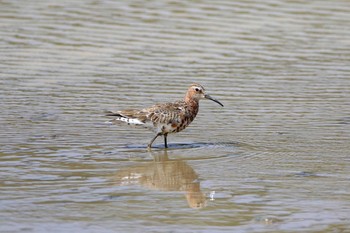 Curlew Sandpiper 比川(与那国島) Thu, 3/23/2017