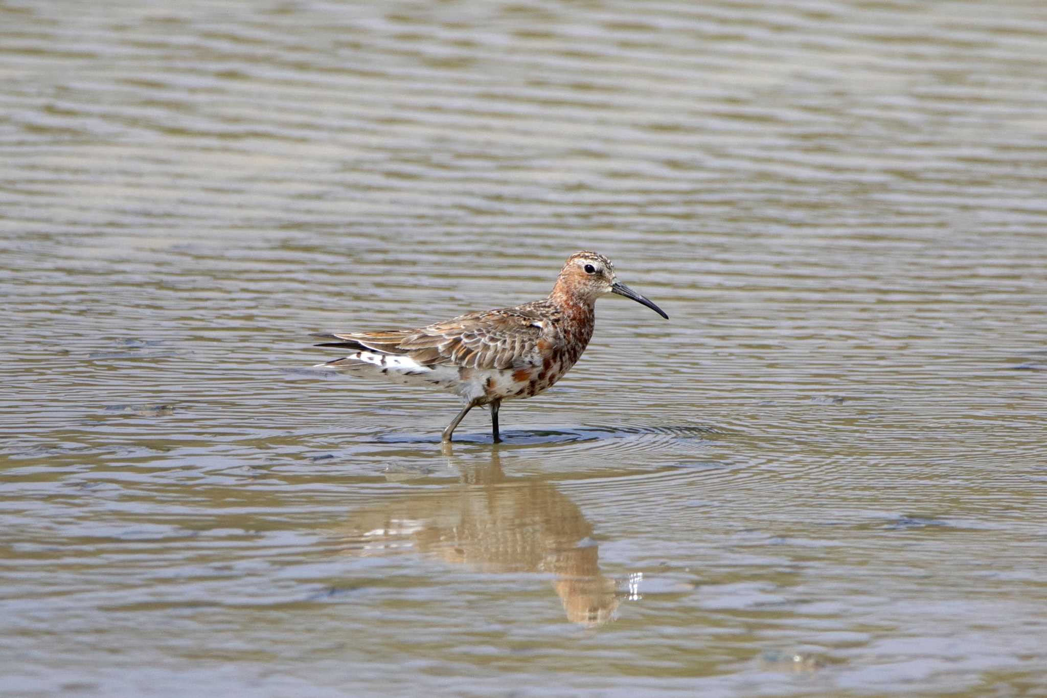 Photo of Curlew Sandpiper at 比川(与那国島) by とみやん