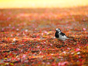 White Wagtail Shinjuku Gyoen National Garden Tue, 4/18/2017