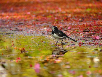 White Wagtail Shinjuku Gyoen National Garden Tue, 4/18/2017