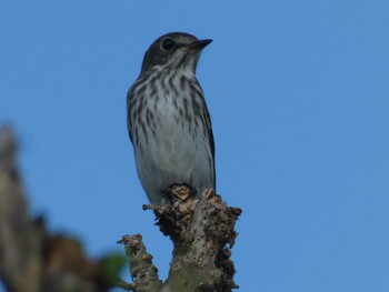 Grey-streaked Flycatcher Yoron Island Thu, 9/16/2021