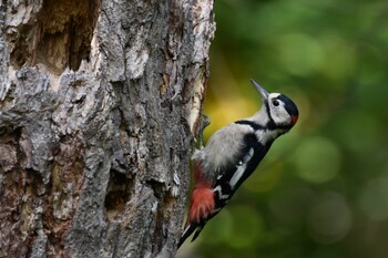 Arabian Woodpecker