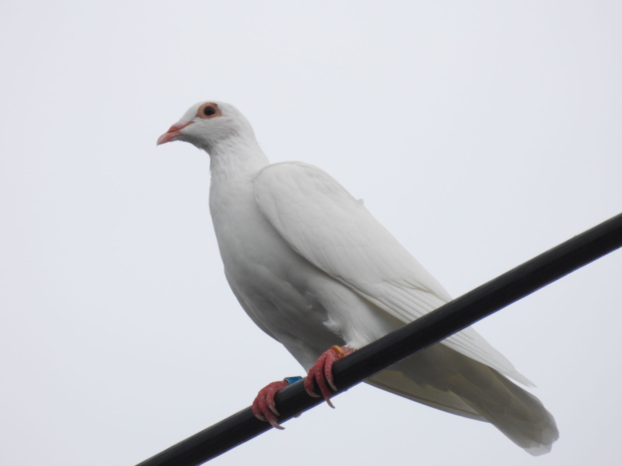  カワラバトの写真 by マサ