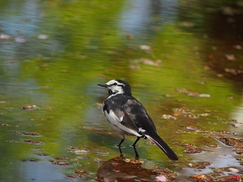 White Wagtail Shinjuku Gyoen National Garden Tue, 4/18/2017