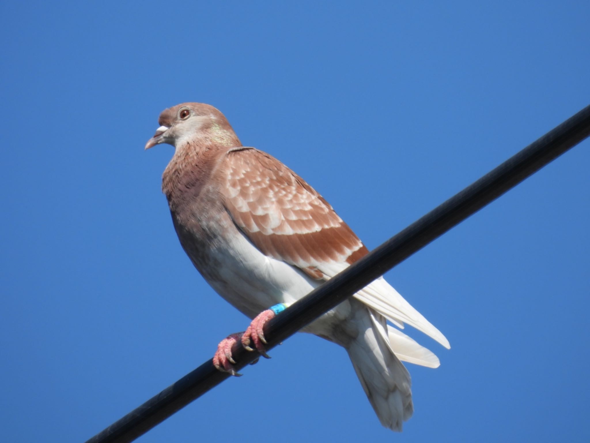  カワラバトの写真 by マサ