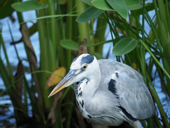 アオサギ 三渓園 2021年9月16日(木)