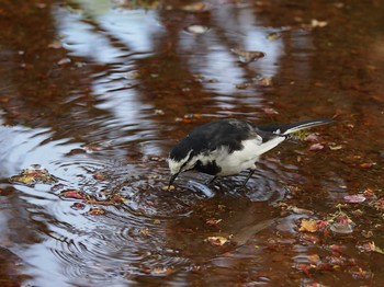 White Wagtail Shinjuku Gyoen National Garden Tue, 4/18/2017