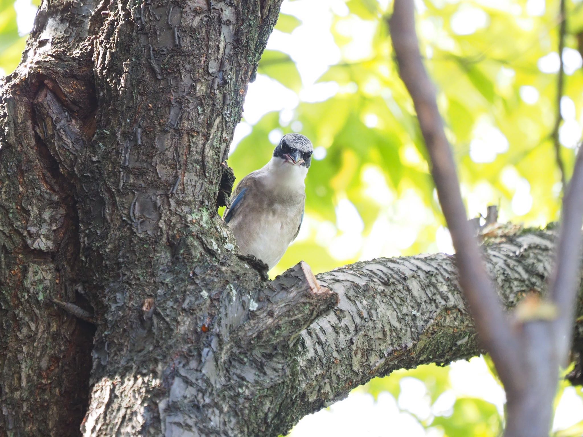 Untitled Photo by もさこ