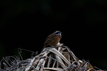 ホオジロ 智光山公園 2017年4月16日(日)