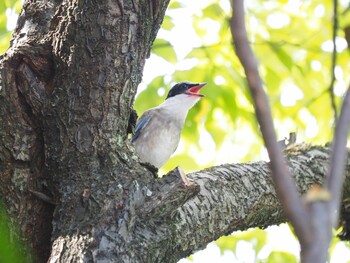 Azure-winged Magpie Unknown Spots Thu, 9/16/2021