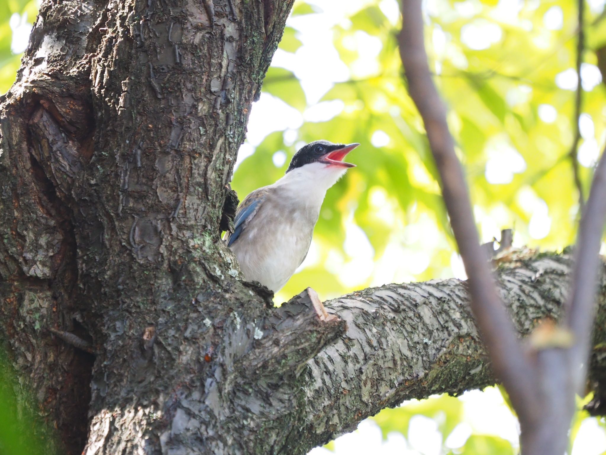 Photo of Azure-winged Magpie at  by もさこ