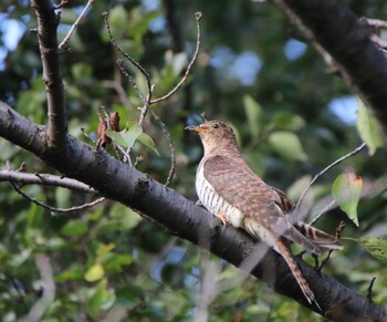 Oriental Cuckoo 埼玉県 Thu, 9/16/2021