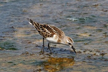 Little Stint 三番瀬 Thu, 9/16/2021