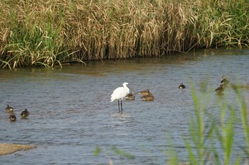 Black-faced Spoonbill 斐伊川河口 Thu, 9/16/2021