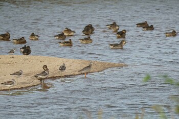 Spotted Redshank 斐伊川河口 Thu, 9/16/2021