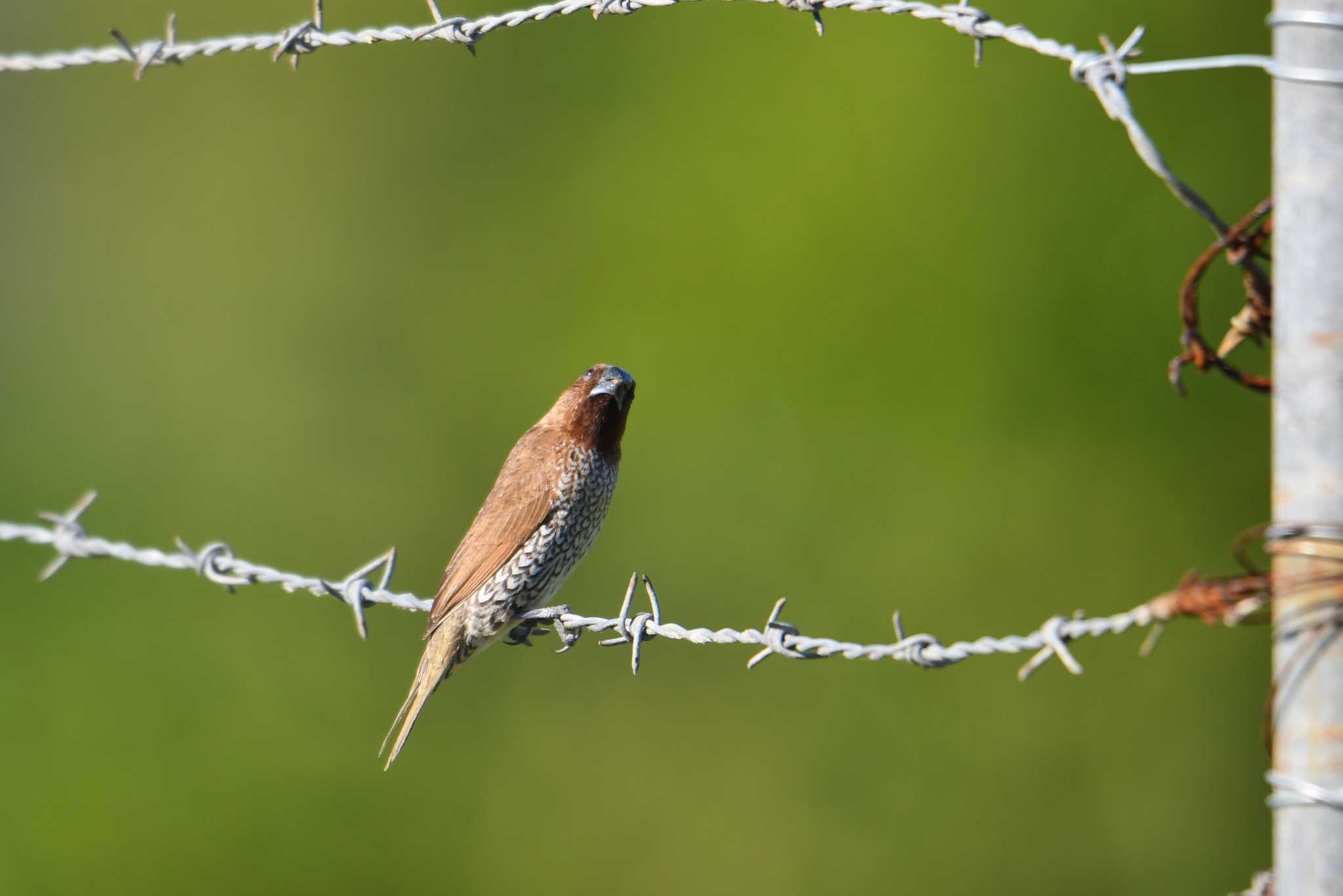 Scaly-breasted Munia