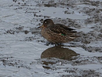 Eurasian Teal Isanuma Thu, 9/16/2021