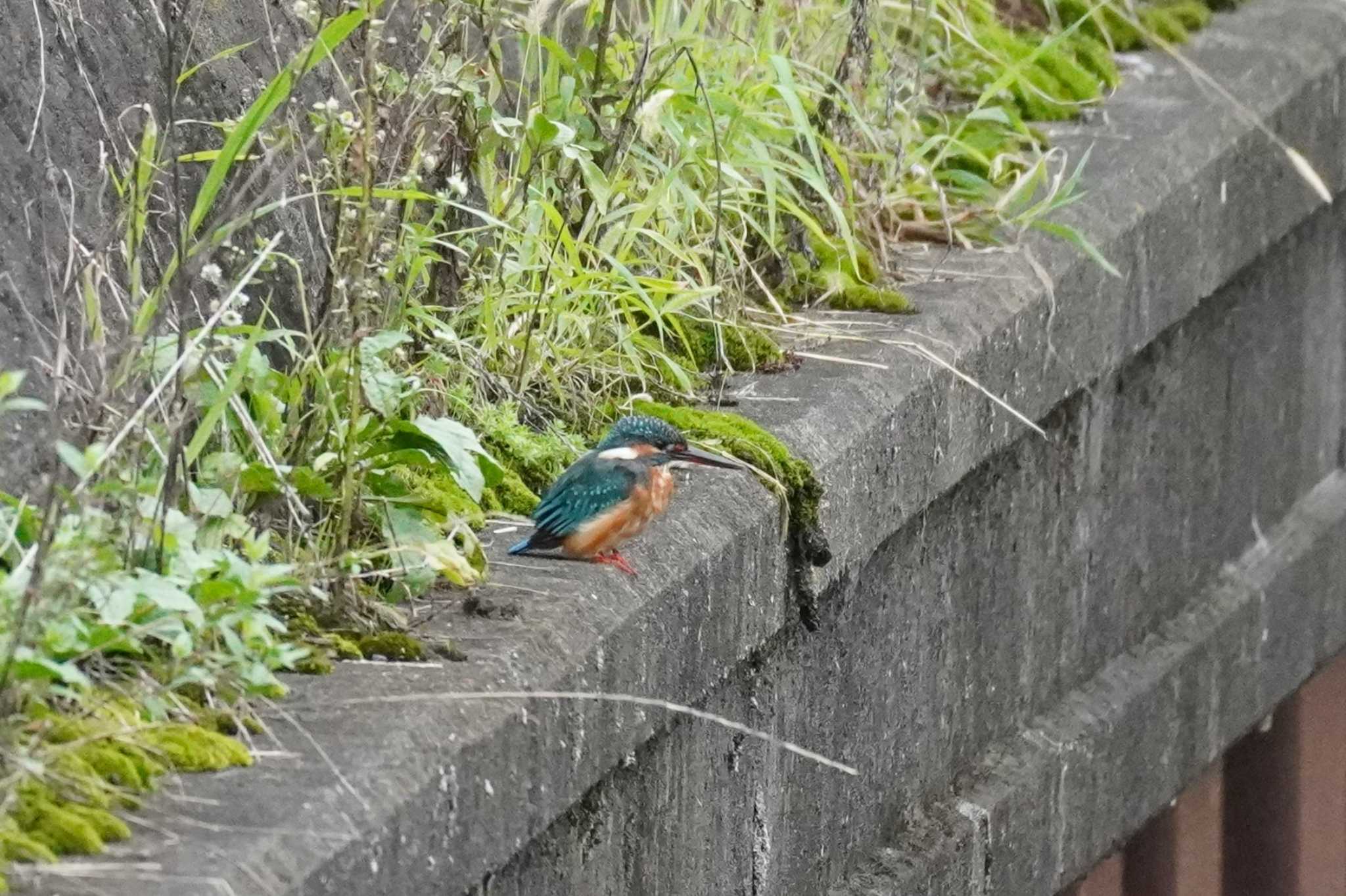 埼玉県 カワセミの写真 by どばと