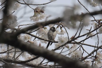 エナガ 滋賀県甲賀市甲南町創造の森 2017年4月16日(日)