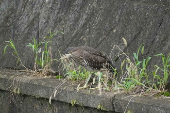 2021年9月6日(月) 埼玉県の野鳥観察記録