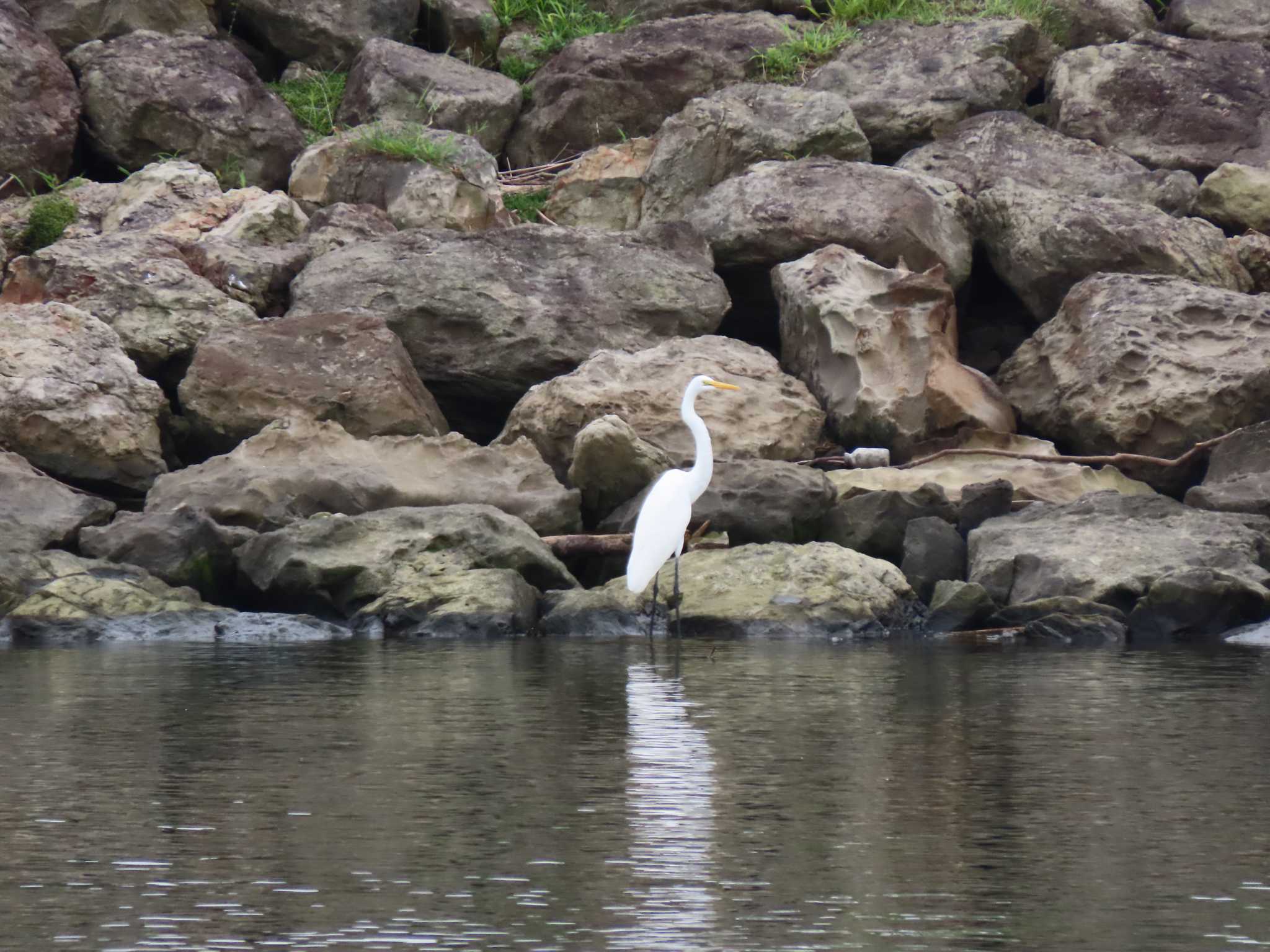 葛西臨海公園 ダイサギの写真 by のぐち