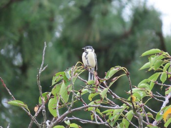 2021年9月14日(火) 葛西臨海公園の野鳥観察記録